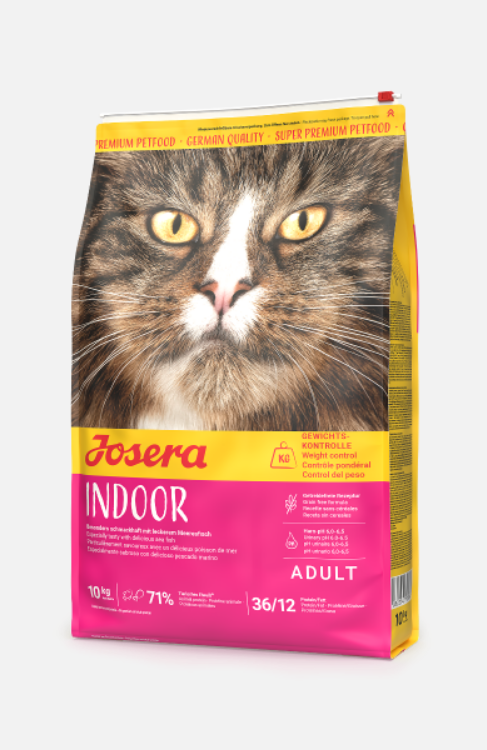 Indoor Cat